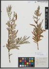 Foto von Salix viminalis L.